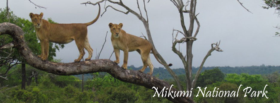 Mikumi National park