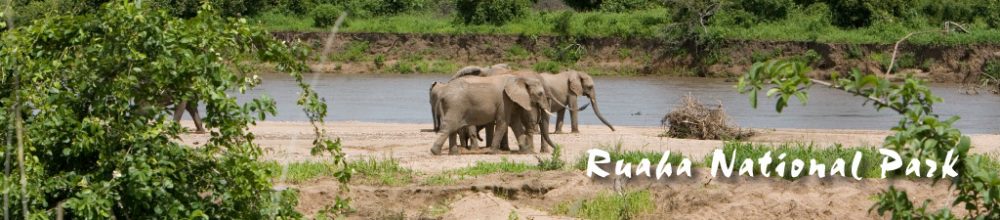 ruaha national park