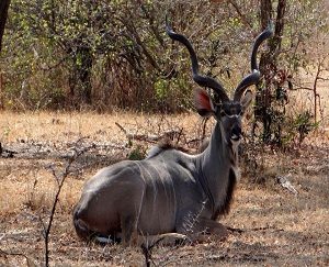 eland