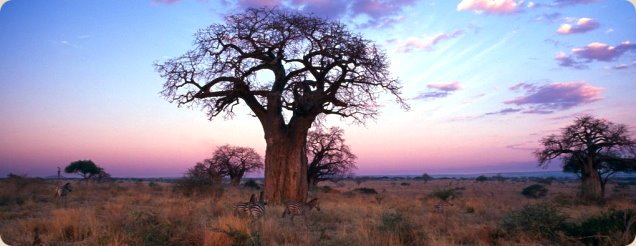 tarangire national park