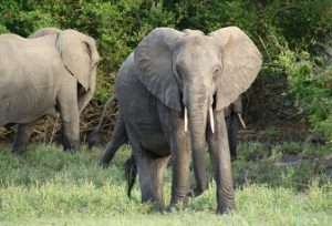 tembo